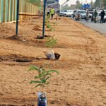 arbre_niamey2