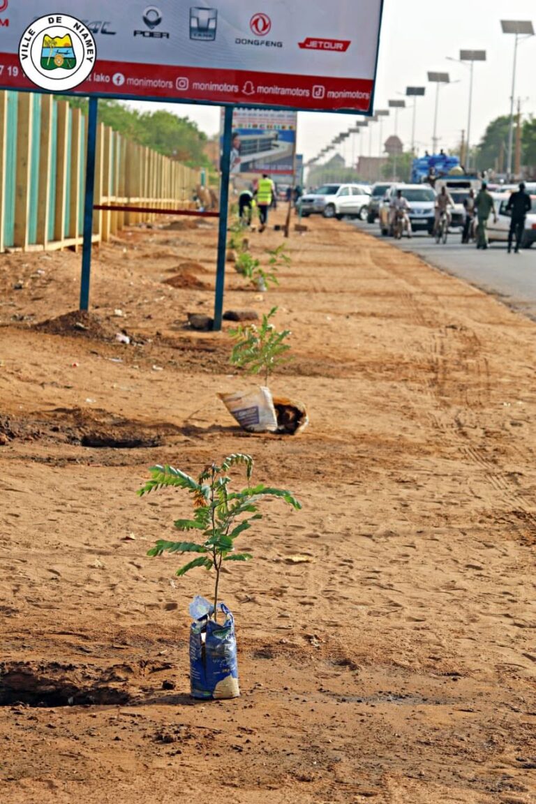 arbre_niamey2