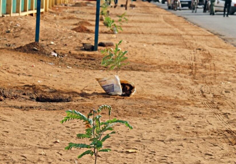 arbre_niamey2